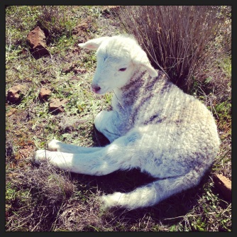 Newborn Wiltipoll Lamb