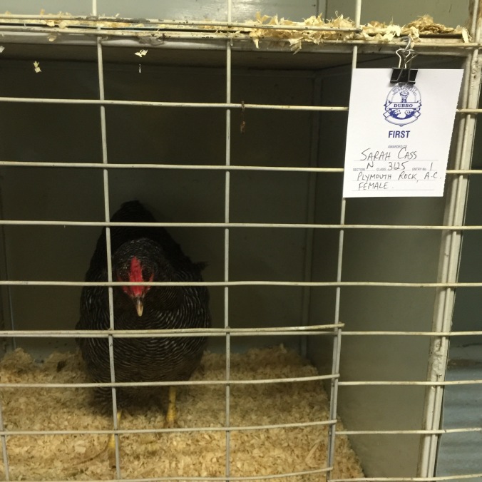 Winner chicken, dark barred Plymouth Rock, Dubbo show, poultry section, Peter Blake Line, show hen, first prize